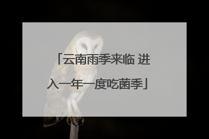 云南雨季来临 进入一年一度吃菌季